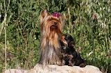 YORKSHIRE TERRIER 418